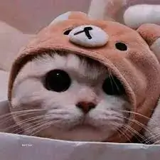 cat dp for whatsapp